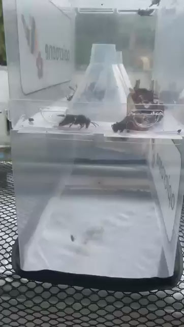 Tente anti-frelons modèle 2025